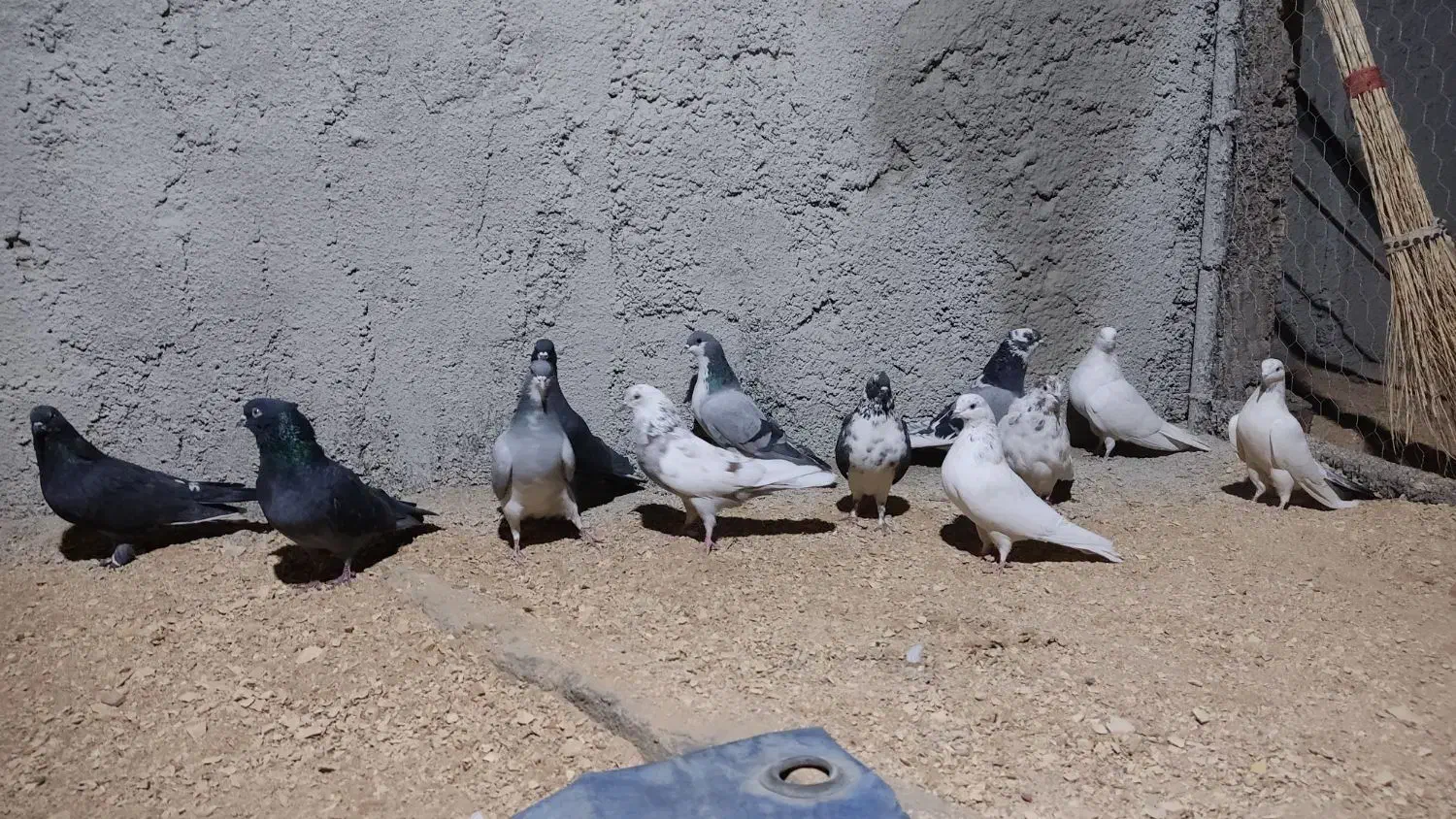 کبوتر تهرونی و دمگیر|پرنده|برخوار, |دیوار