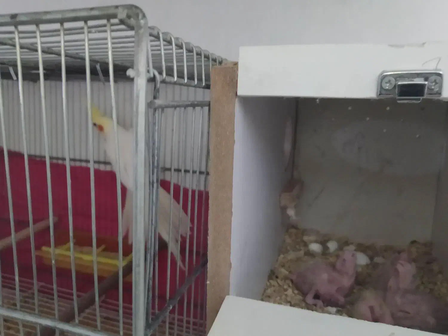 یک جفت عروس لوتینو همراه ۴جوجه|پرنده|مشهد, شهید آوینی|دیوار