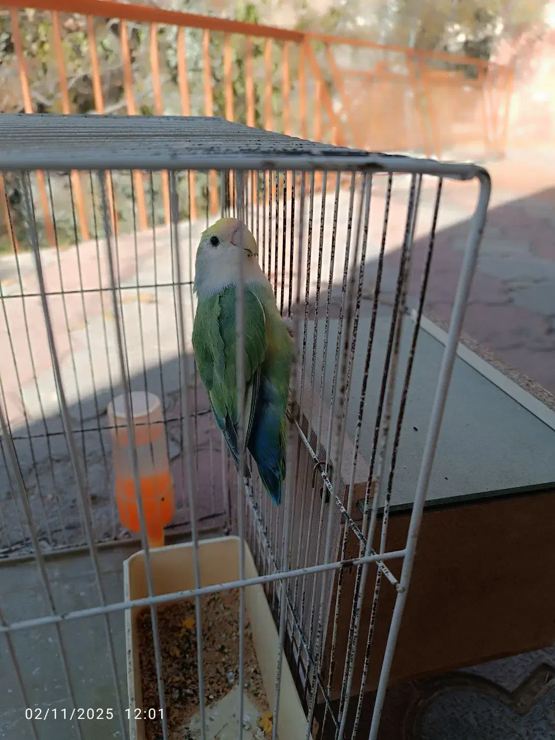 کوتوله برزیلی و مرغ عشق|پرنده|طرقبه, |دیوار