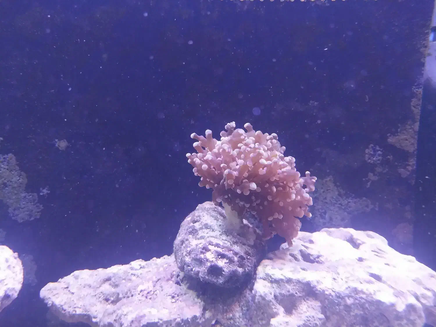 مرجان همر|ماهی|قم, مسجد امام حسن|دیوار