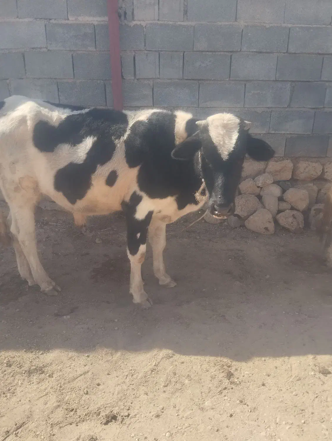 گاو و گوساله|حیوانات مزرعه|سرپل ذهاب, |دیوار