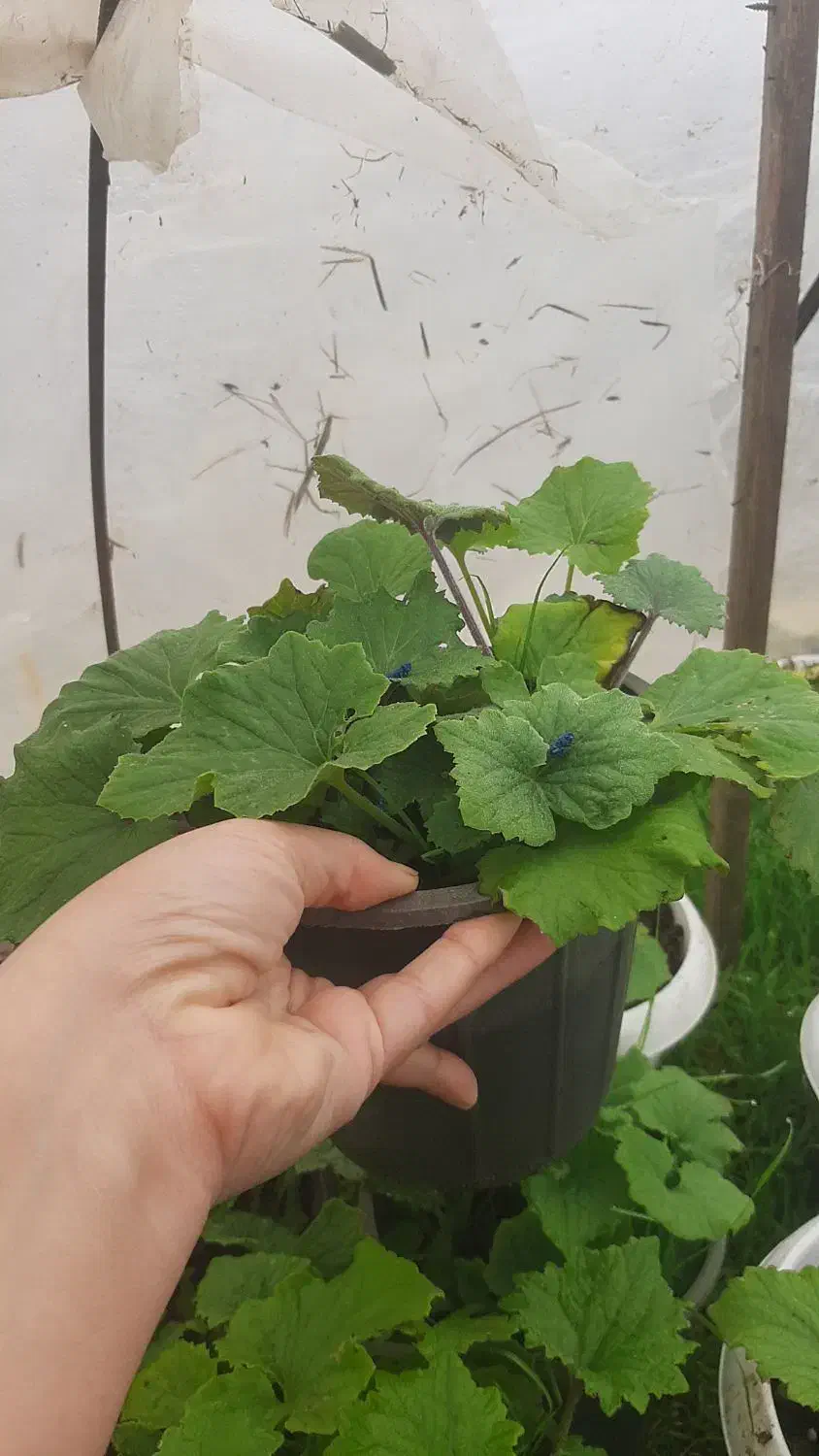 گل سینره|گل و گیاه طبیعی|تالش, جوکندان|دیوار