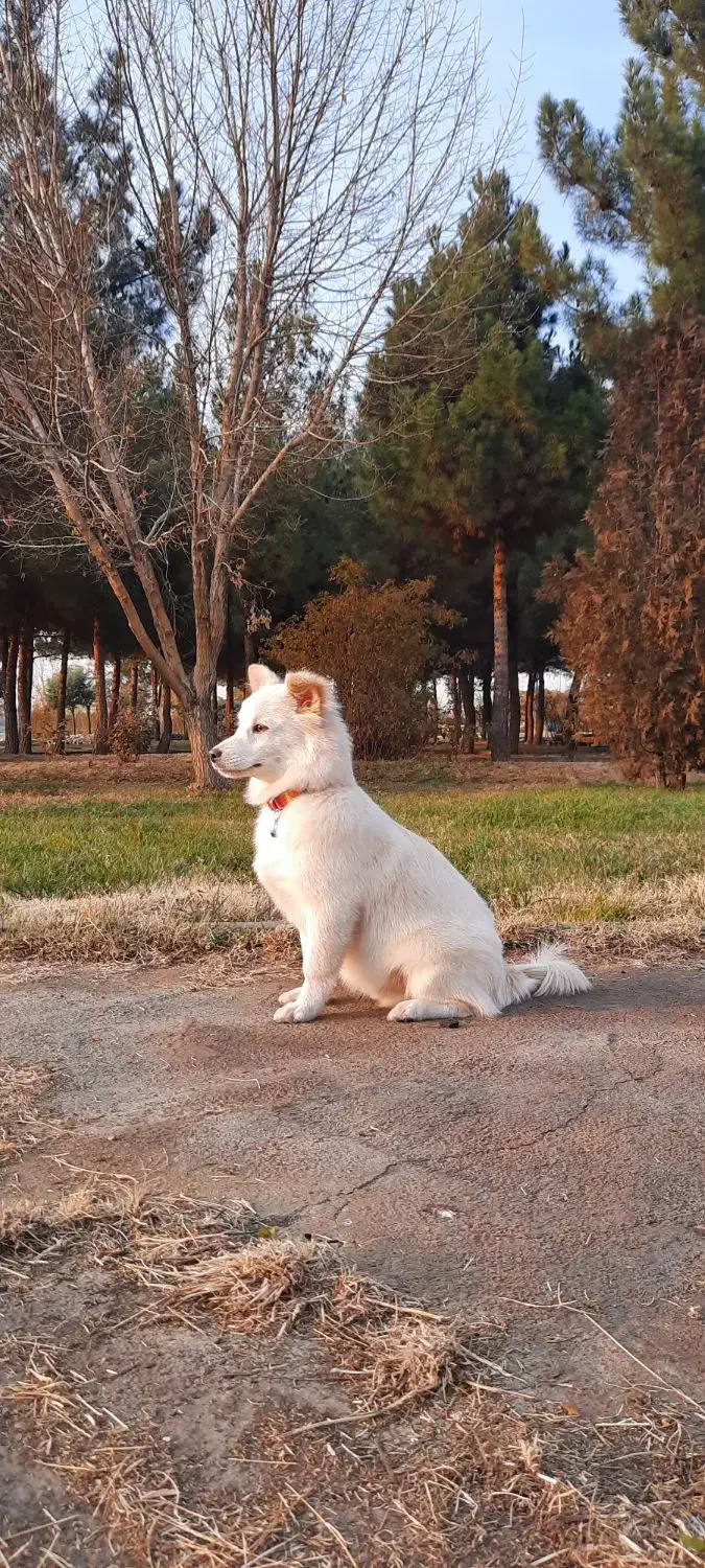 توله سگ|سگ|میاندوآب, |دیوار