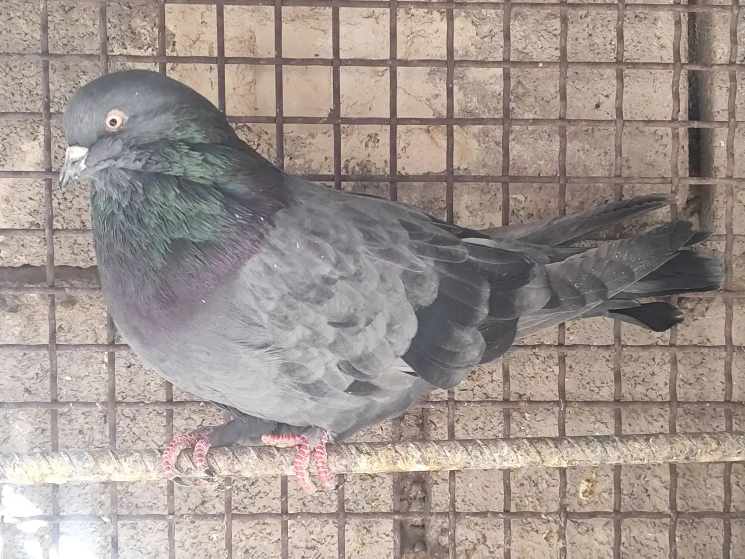 فروشی|پرنده|بم, |دیوار