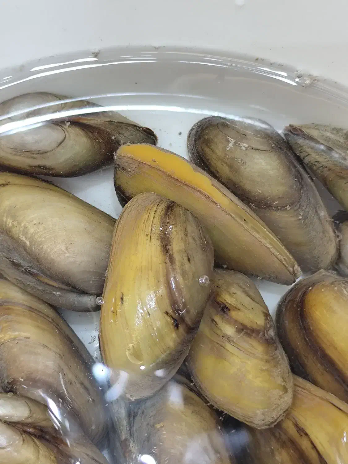 صدف زنده و بسیار زیبا ماهی|ماهی|کرمانشاه, |دیوار