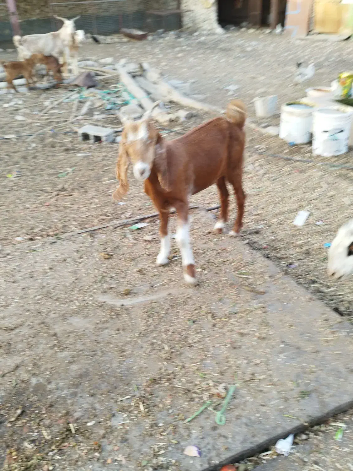 دو عدد بز جوان عدانی|حیوانات مزرعه|خورموج, |دیوار