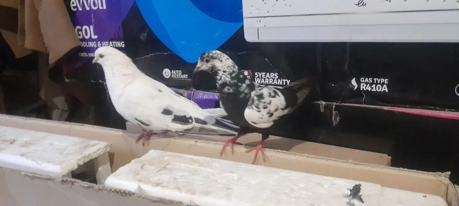 کفتر فروشی|پرنده|بم, |دیوار