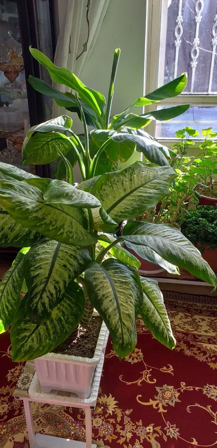 گل طبیعی|گل و گیاه طبیعی|سراب, |دیوار