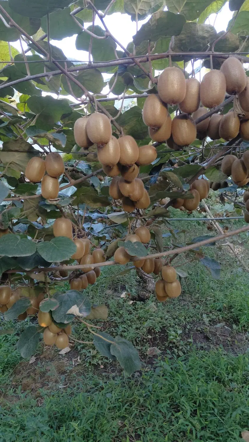 کیوی|خوردنی و آشامیدنی|چوبر, |دیوار