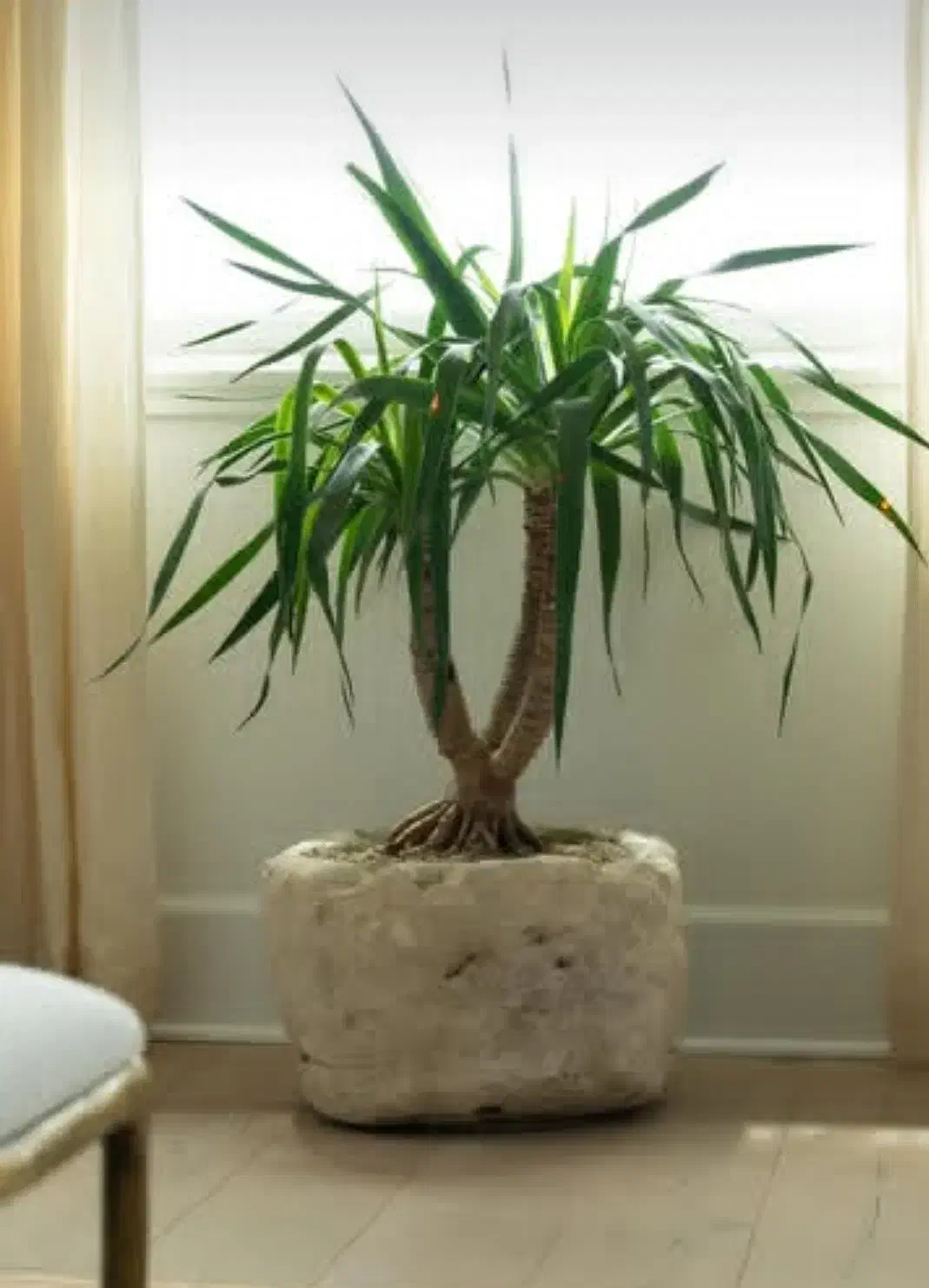 گیاهان خاص آپارتمانی|خدمات باغبانی و درختکاری|مشهد, شهرک صنعتی توس|دیوار