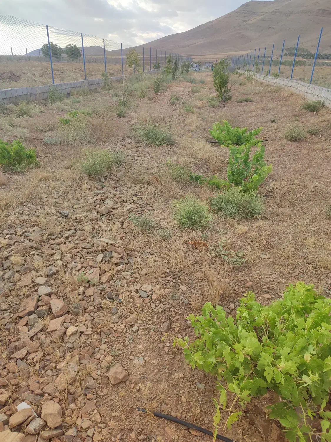 باغ لوکیشن خوب|فروش خانه و ویلا|زنده رود, |دیوار