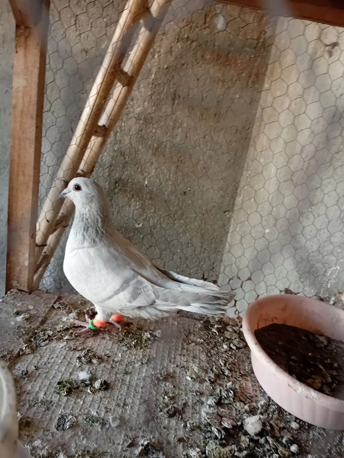 کبوتر|پرنده|نیشابور, شهید بهشتی|دیوار