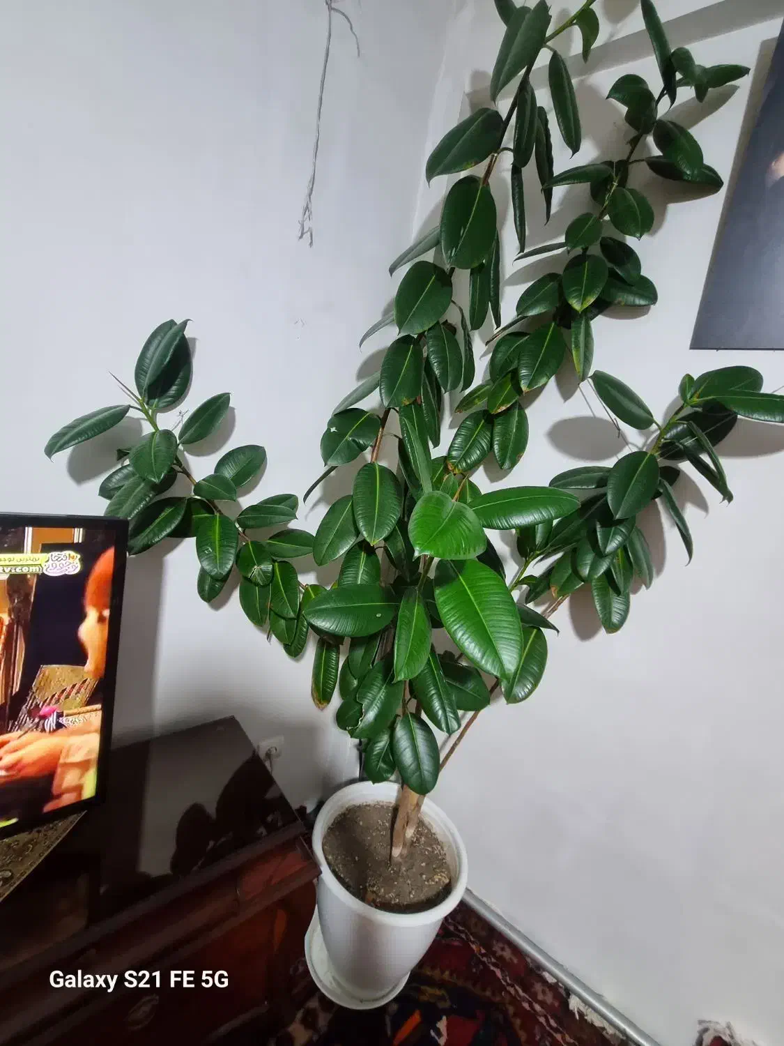 گل سالم|گل و گیاه طبیعی|تبریز, |دیوار