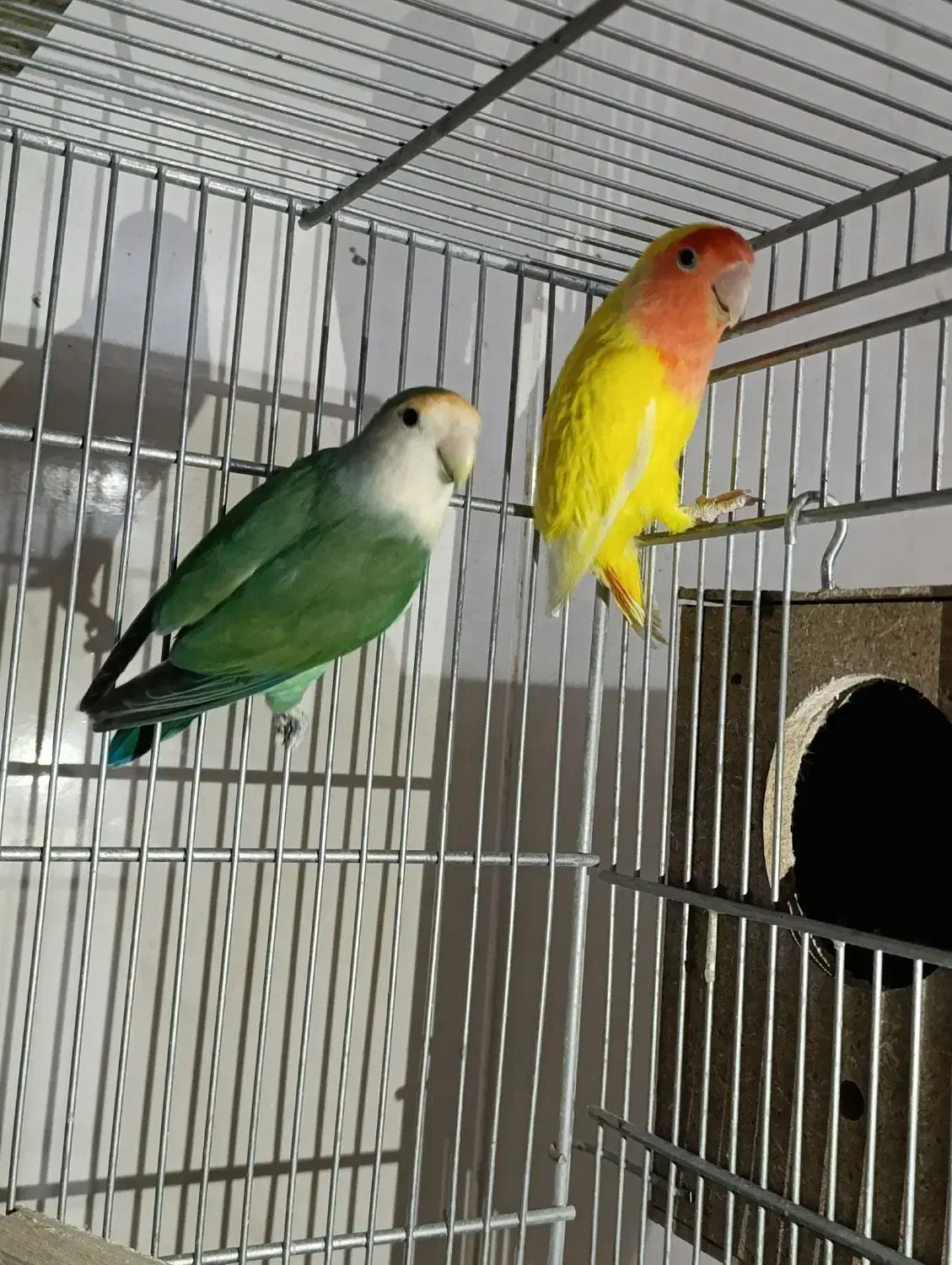 کوتوله برزیلی مولد 100تضمینی کوتوله کار|پرنده|قم, نوبهار|دیوار