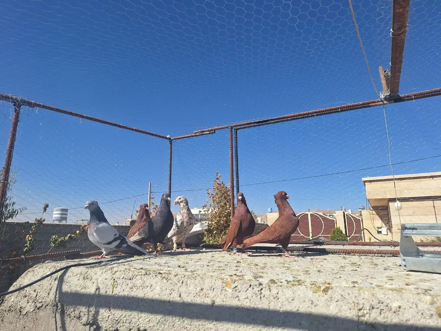 کبوتر رنگی|پرنده|شیراز, شهرک گلستان|دیوار