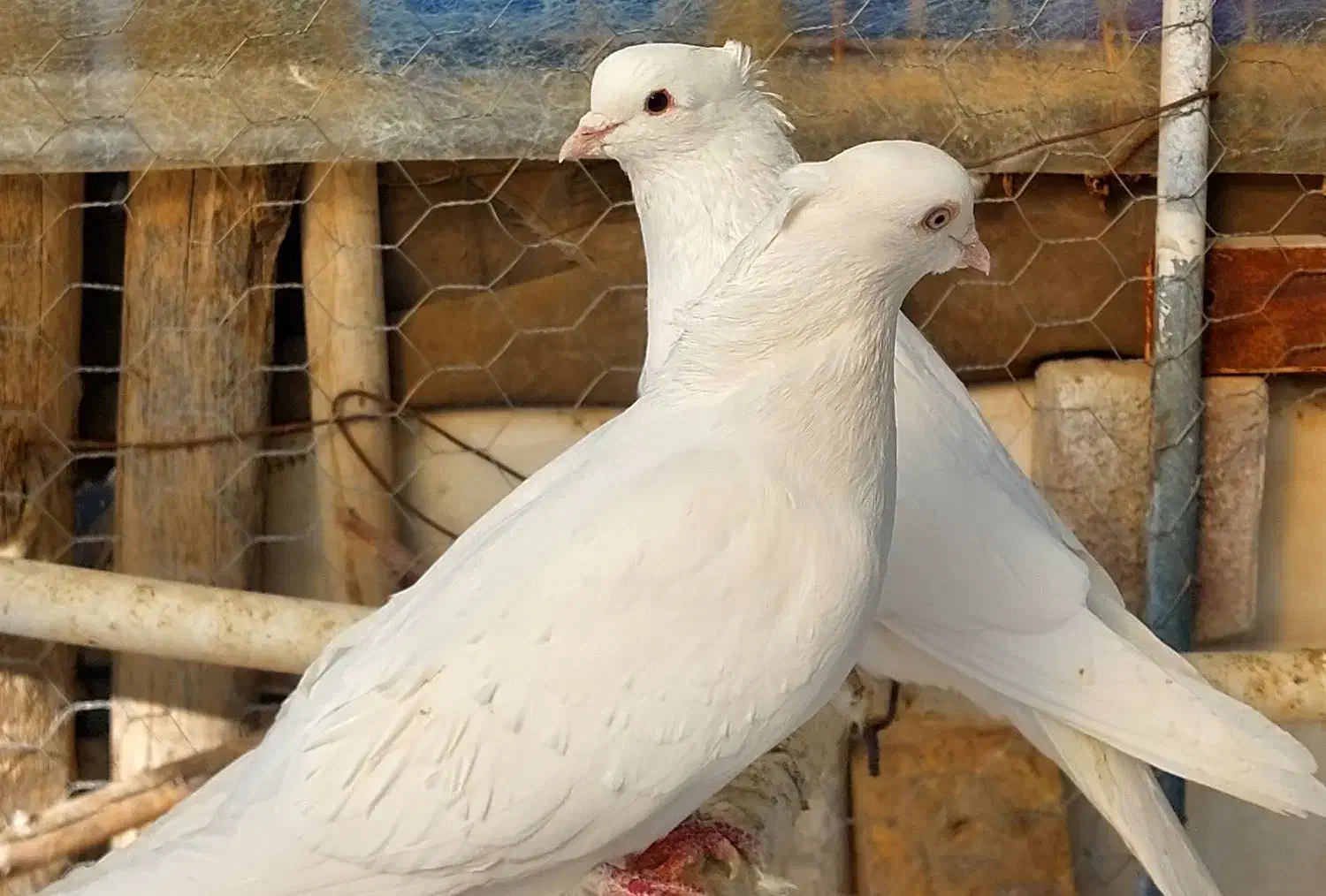 یک جفت کبوتر نروماده|پرنده|ابهر, |دیوار