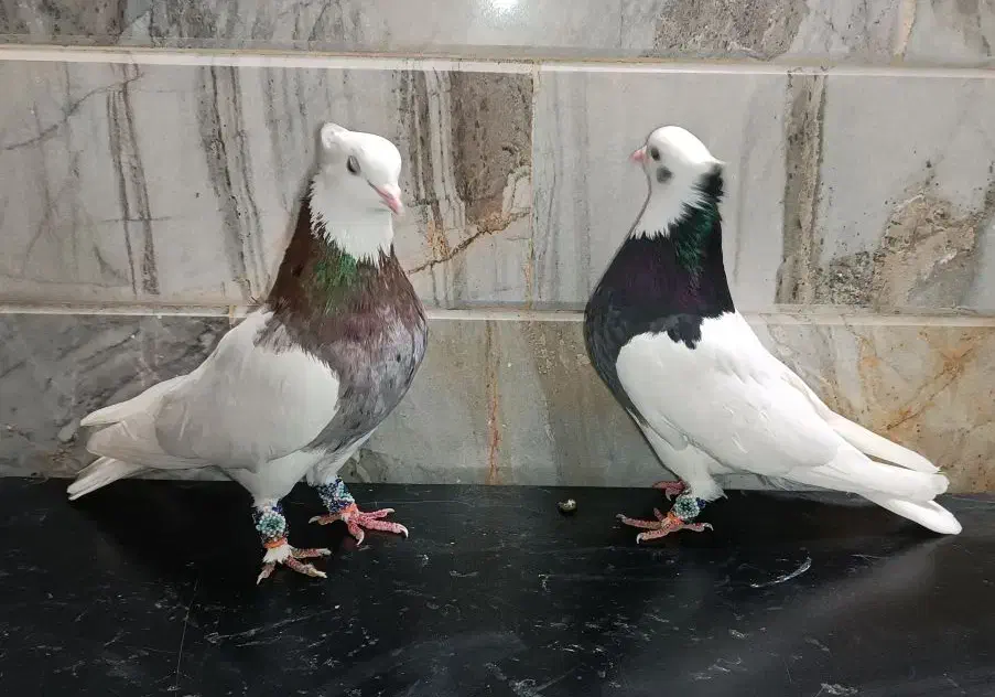 طوقی،پلاس،پرشی،دوکت|پرنده|قم, حاج خلیل|دیوار