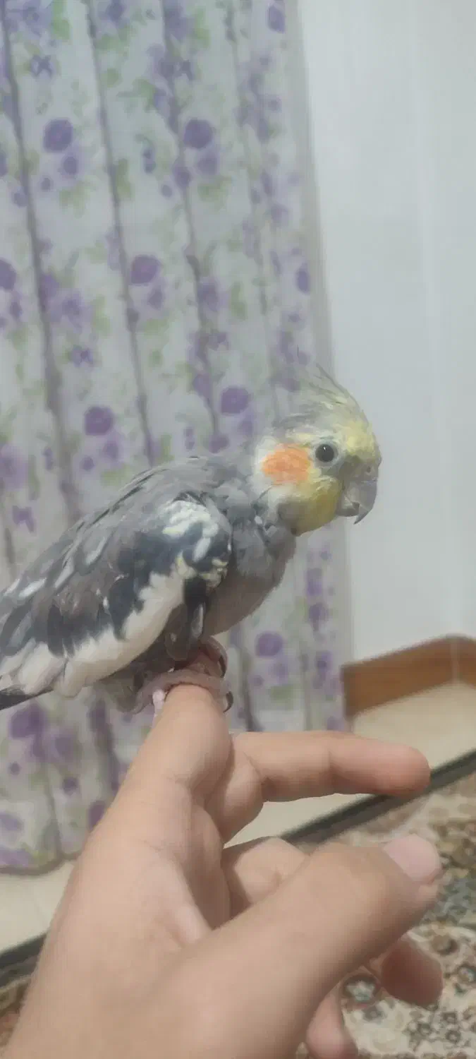 یک عدد عروس هلندی نر بالغ|پرنده|ساری, |دیوار