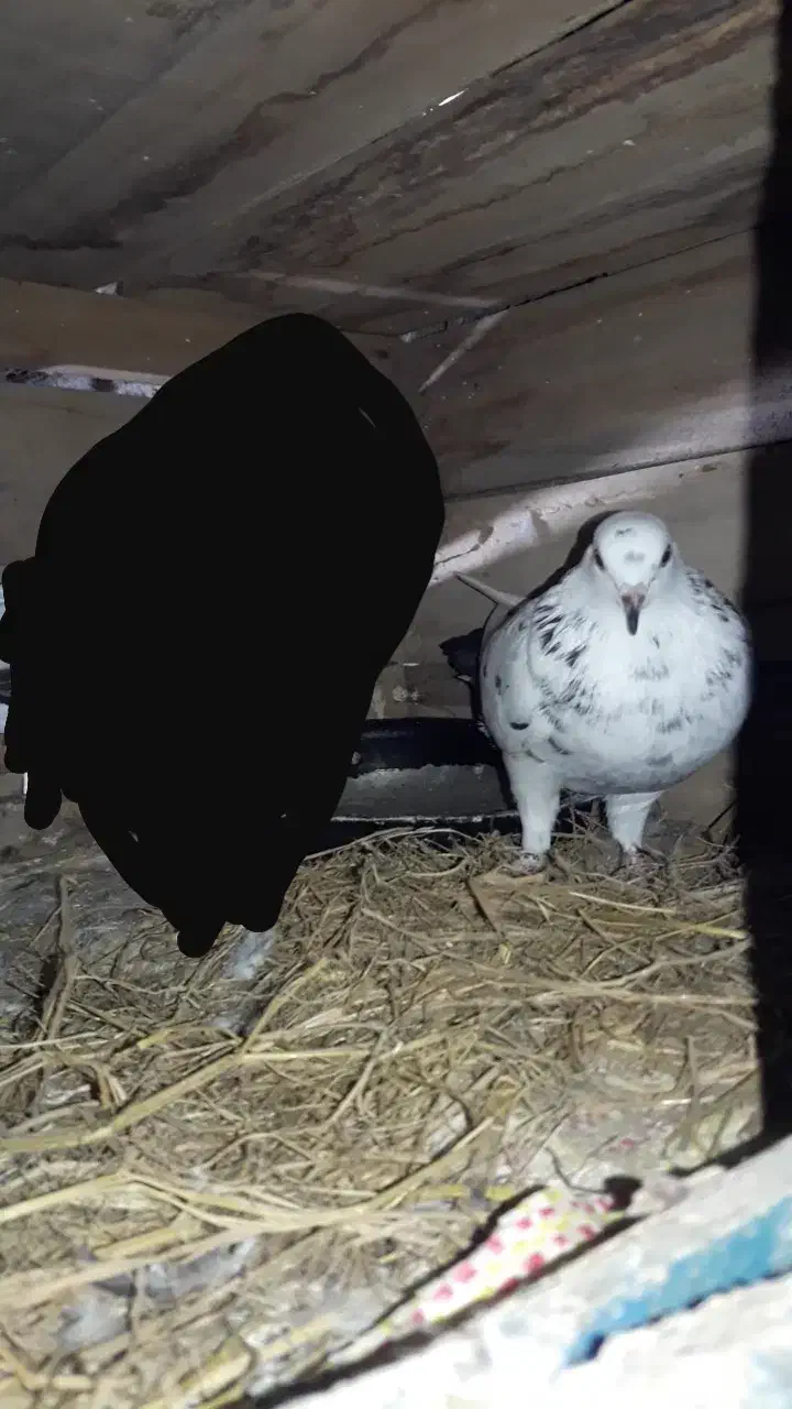 کبوتر سوسکی گمشده|پرنده|چابکسر, |دیوار