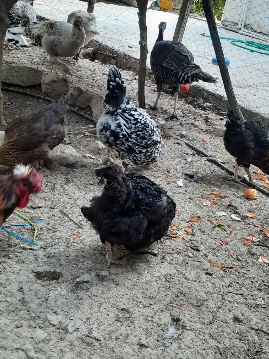 مرغ وخروس محلی قایمیه|حیوانات مزرعه|کوه چنار, |دیوار