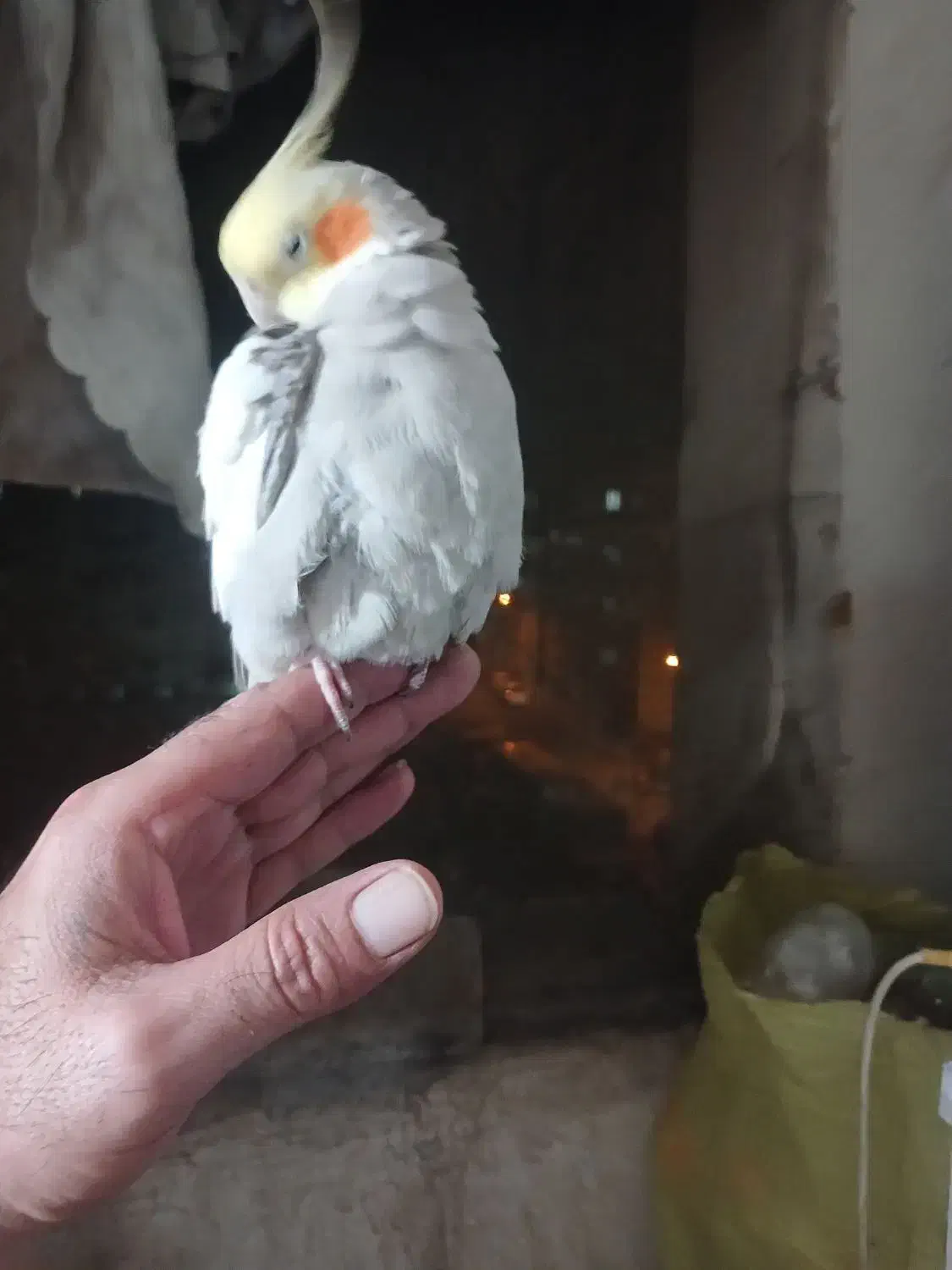 عروس هلندی|پرنده|اسلامشهر, مسکن مهر اسلاشهر (شهرک امام خمینی)|دیوار