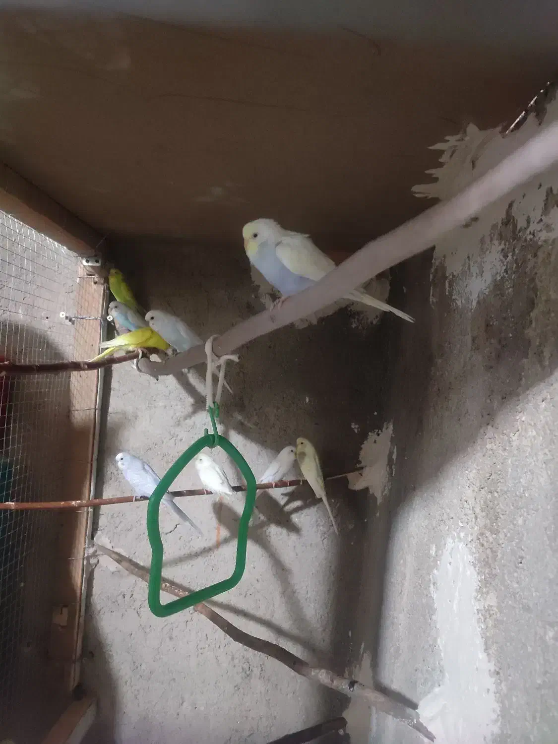 مرغ عشق|پرنده|ایلام, |دیوار