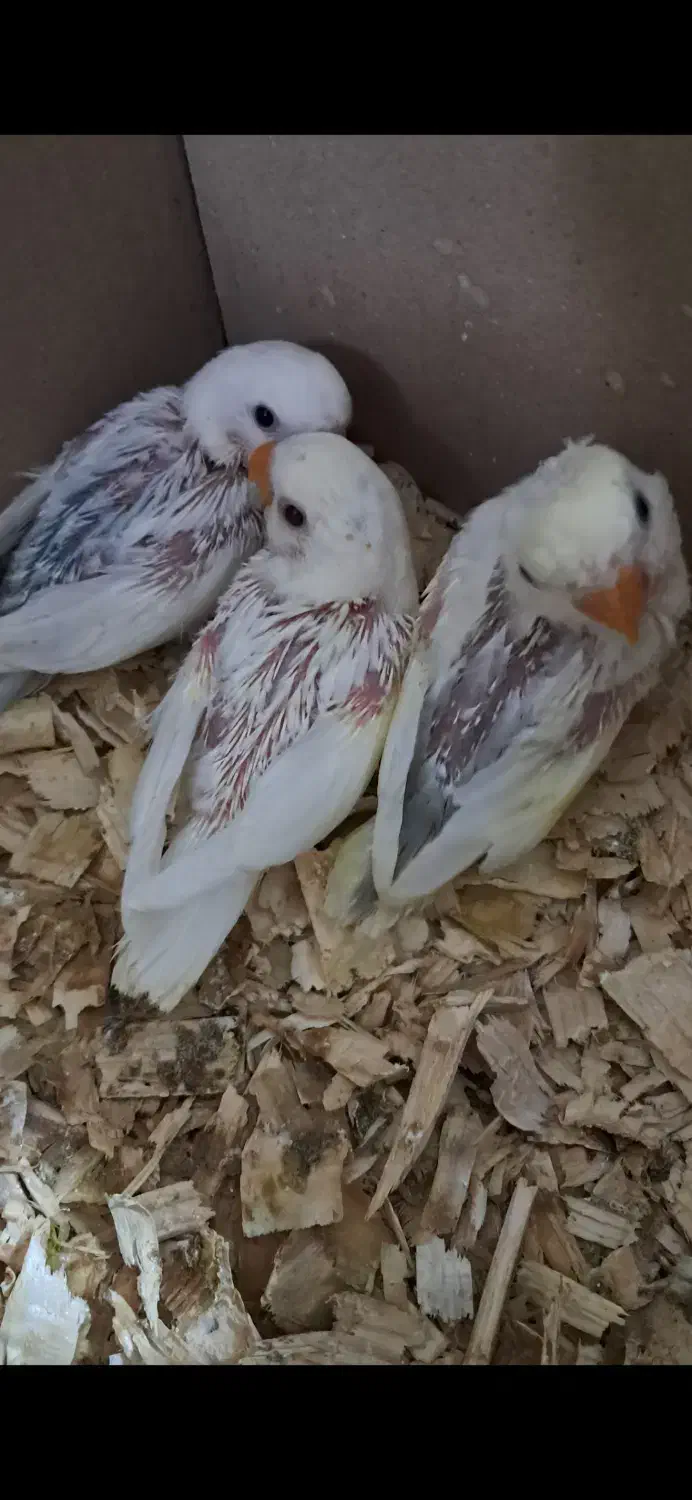 طوطی برزیلی سرلاکی دستی|پرنده|کلاچای, |دیوار