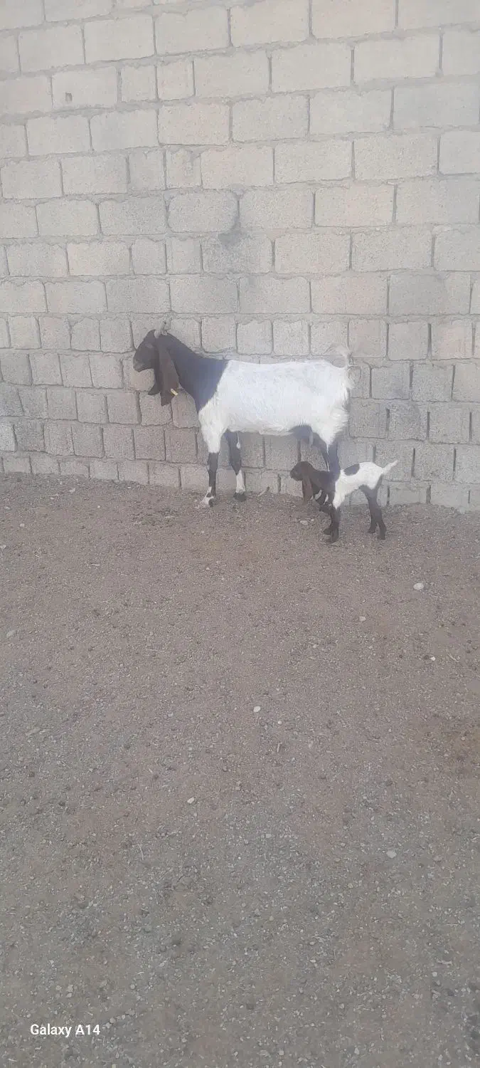 بز جوان با بیگ ماده|حیوانات مزرعه|دزفول, |دیوار
