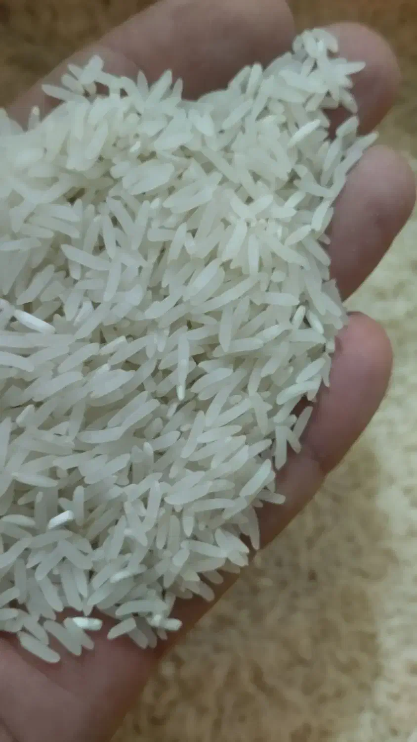 برنج فجر سوزنی|خوردنی و آشامیدنی|مزرعه کتول, |دیوار