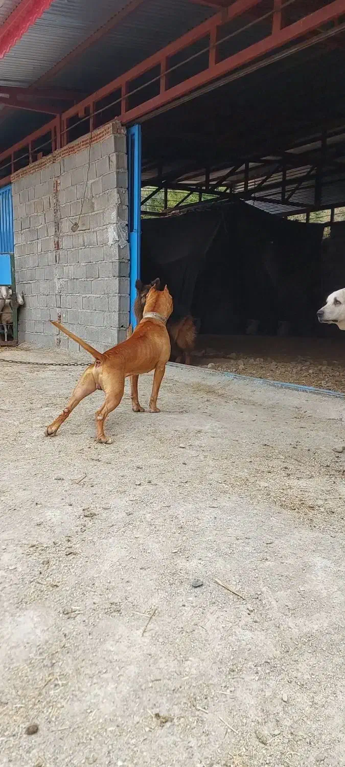 واگذاری سگ خراسانی پژدر سرابی آلابای ژرمن پیتبول|سگ|نوده خاندوز, |دیوار