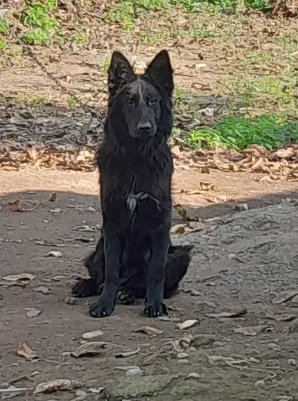 سگ شرمن بلک شولاین اصل با رگ خونی بالا|سگ|طاهرگوراب, |دیوار