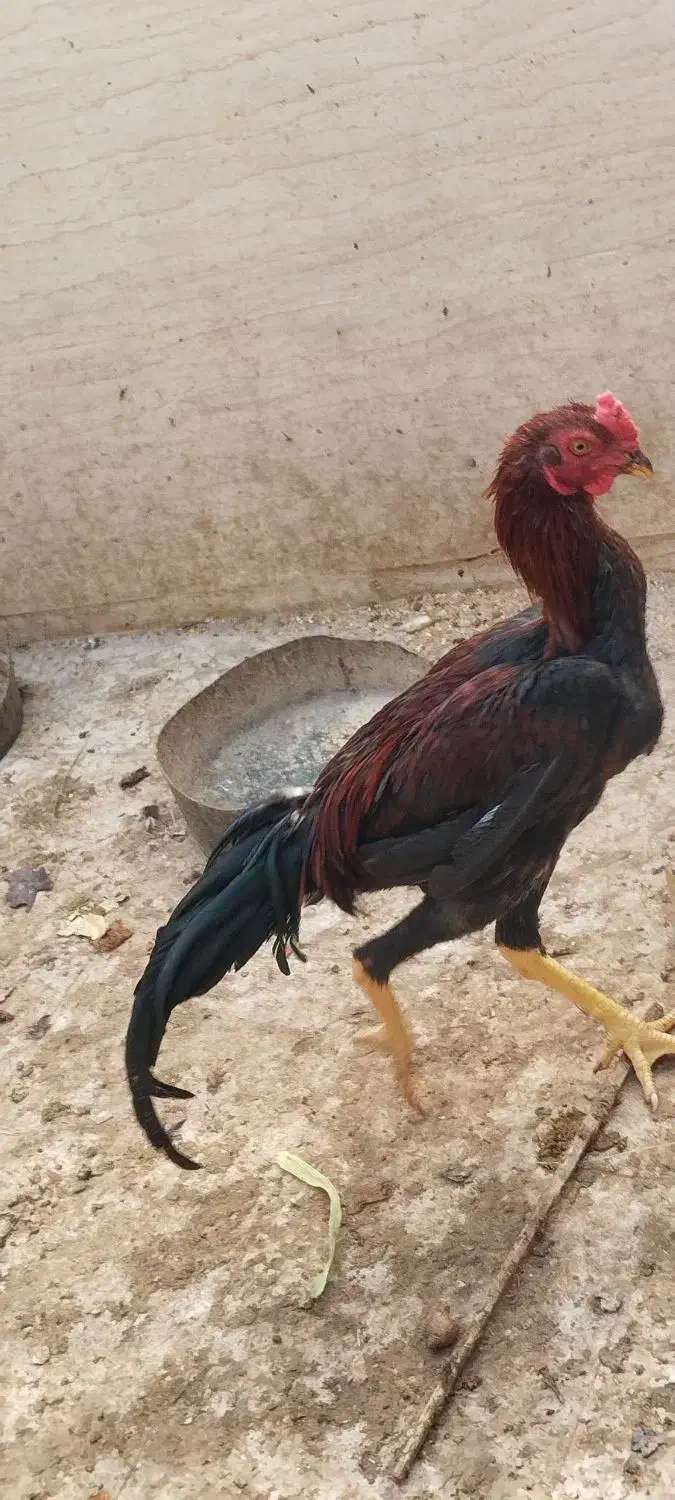 خروس لاری با اصل ونصب|حیوانات مزرعه|رامشیر, |دیوار