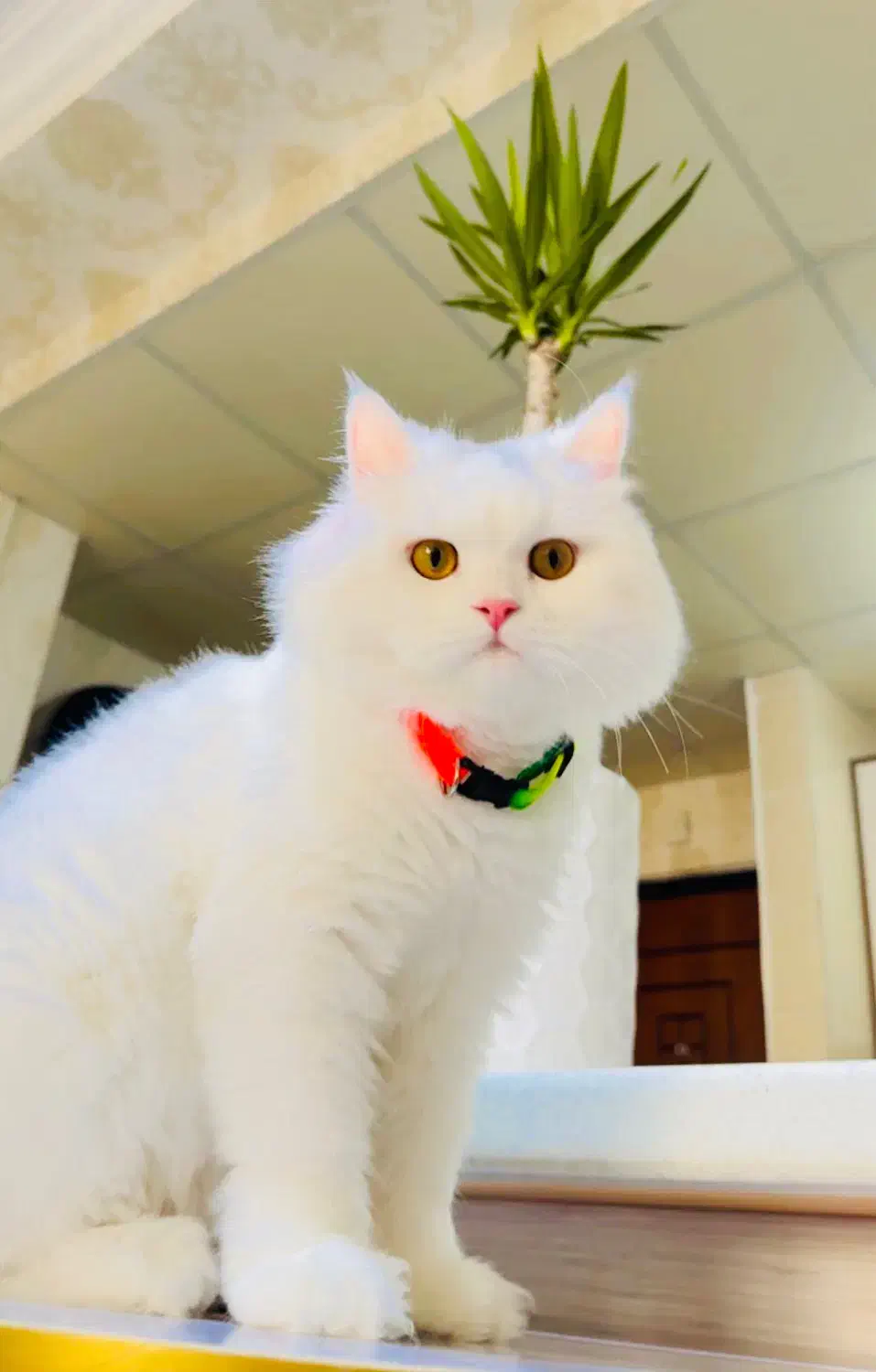 گربه پرشین|گربه|بندرعباس, |دیوار