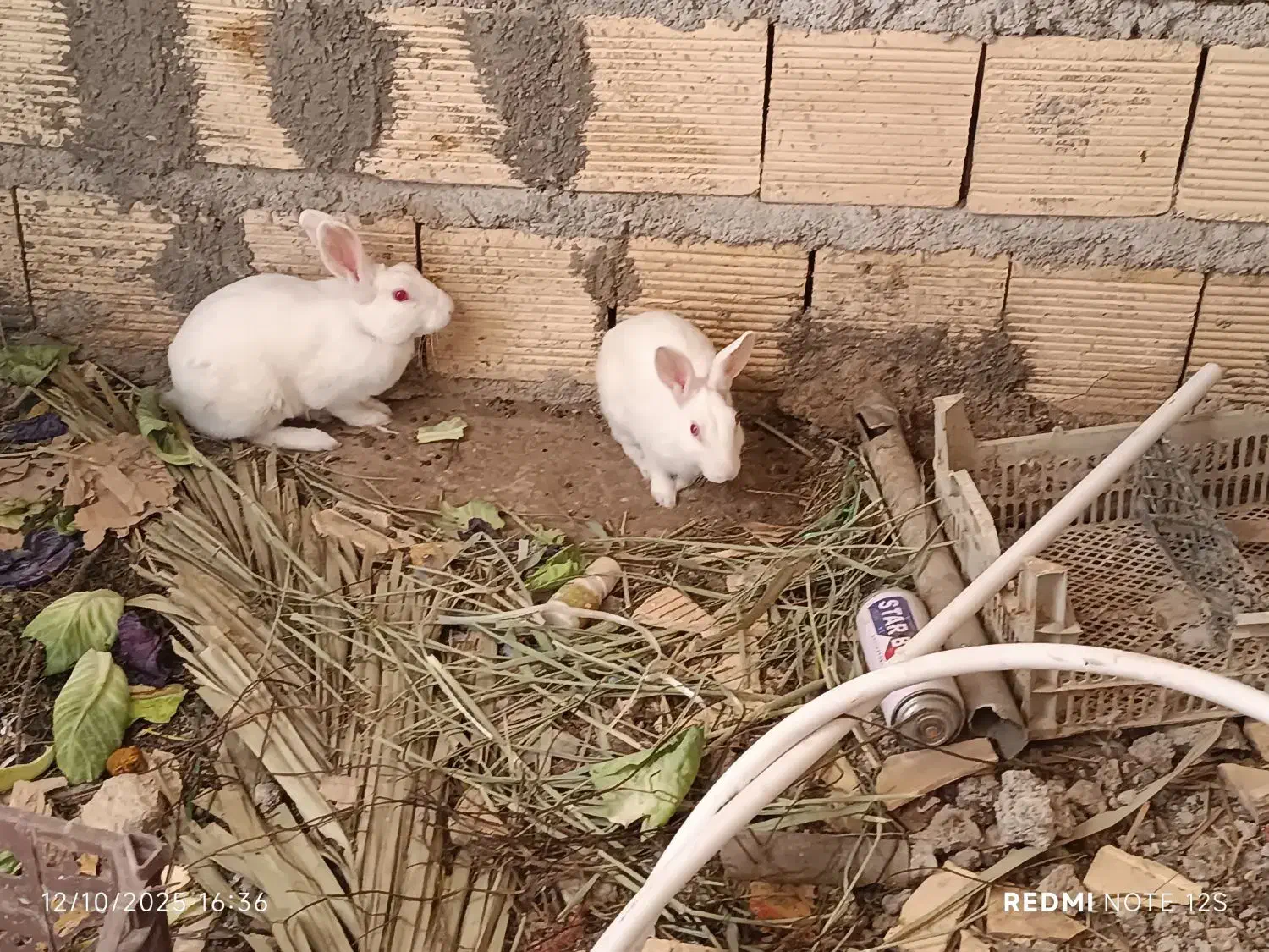 خرگوش احلی|موش و خرگوش|بندر امام خمینی, |دیوار