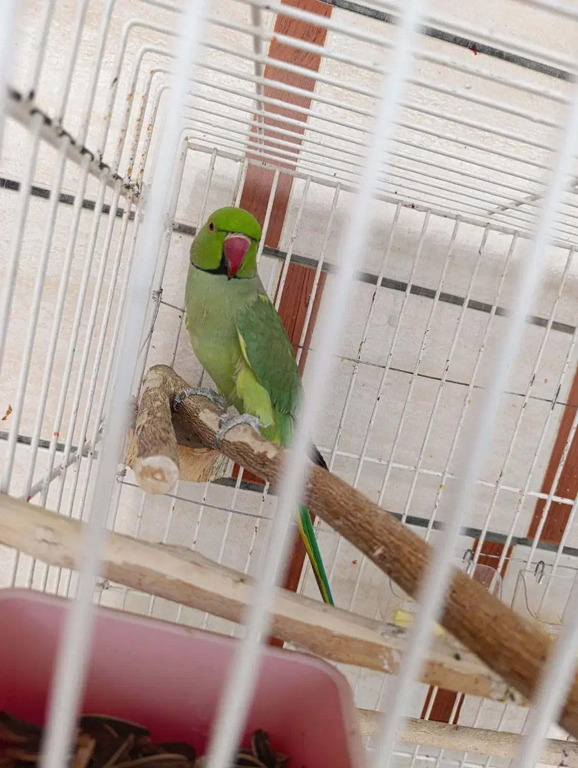 طوطی ملنگو نر جوان|پرنده|بهبهان, |دیوار