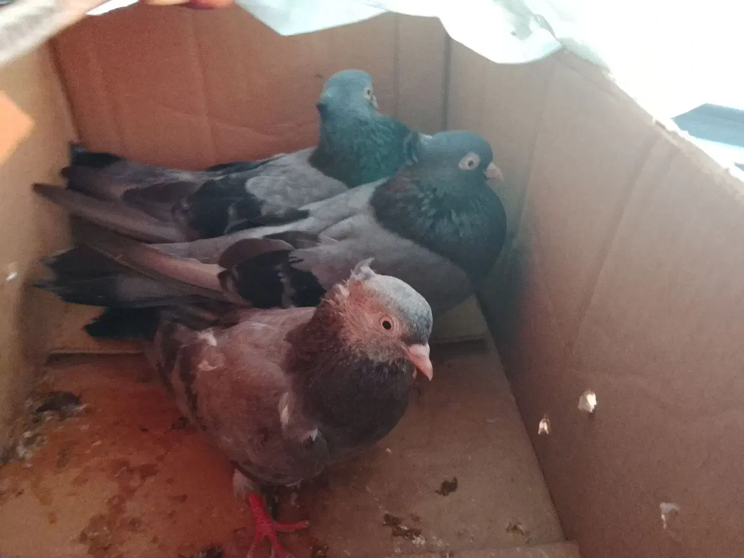 کبوت. ر|پرنده|خورموج, |دیوار