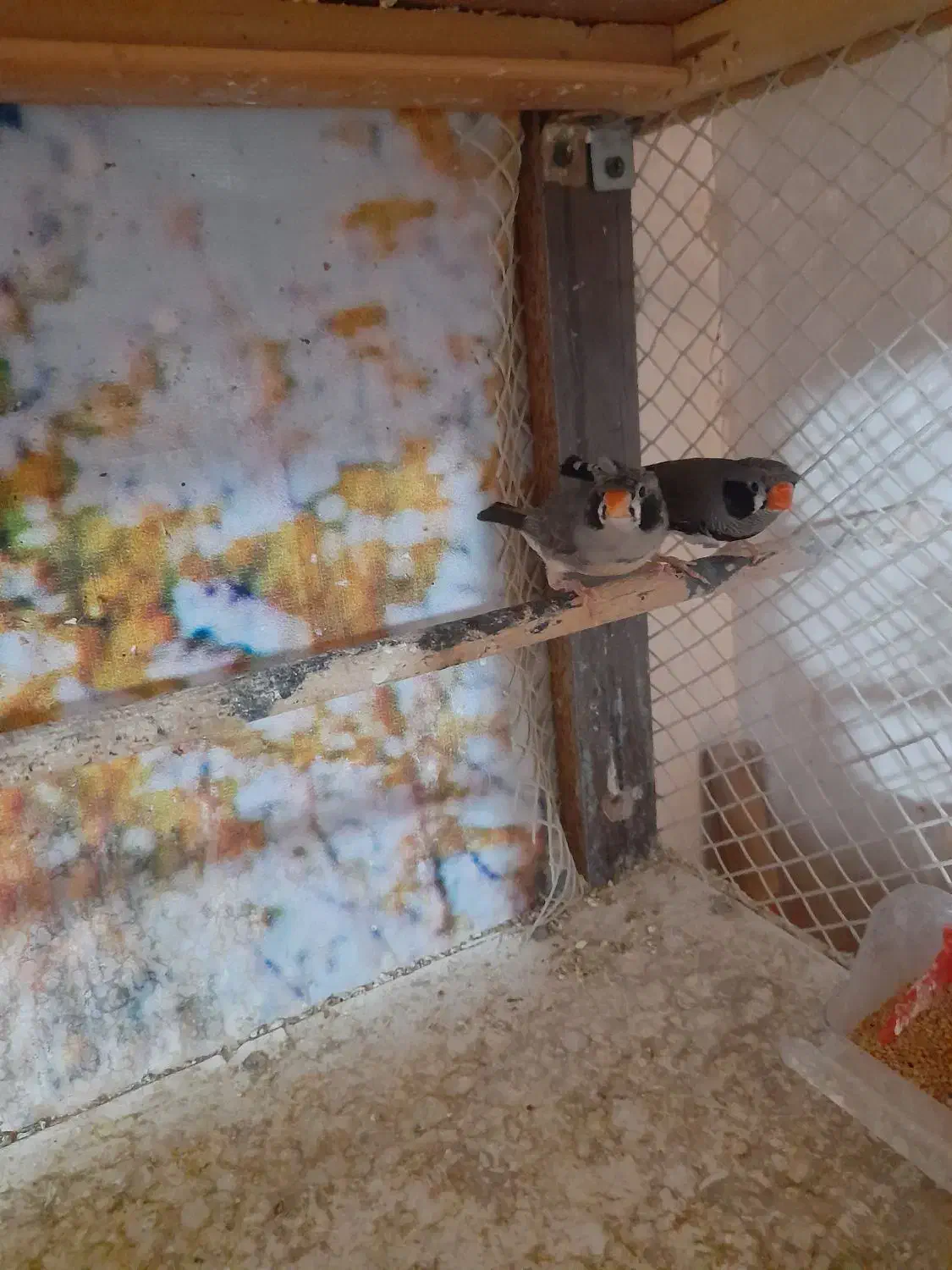 فنچ کاکلی|پرنده|پاکدشت, شهرک انقلاب|دیوار