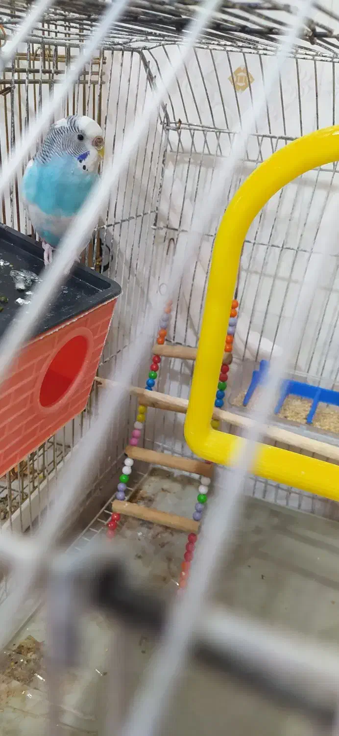 پرنده|پرنده|گیان, |دیوار