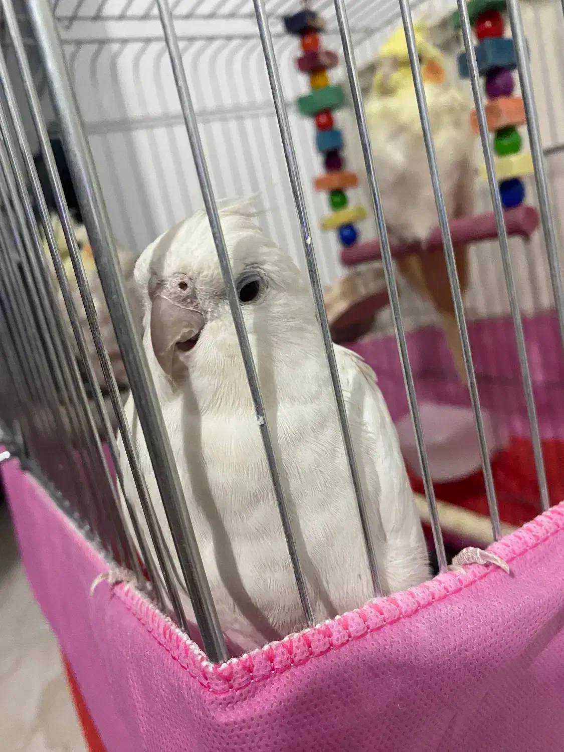 عروس هلندی سه تا عروس هلندی|پرنده|ری, علایین|دیوار