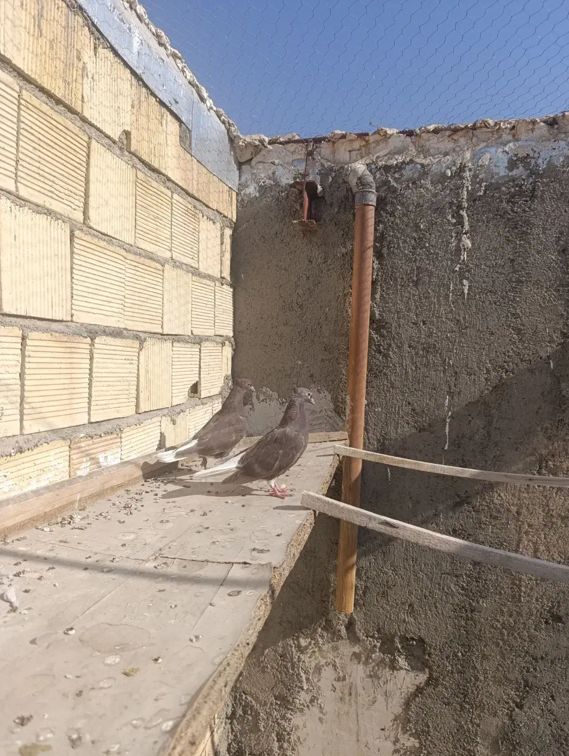 جفت سرکه ای دم سفید سو سرور|پرنده|اصفهان, مرداویج|دیوار