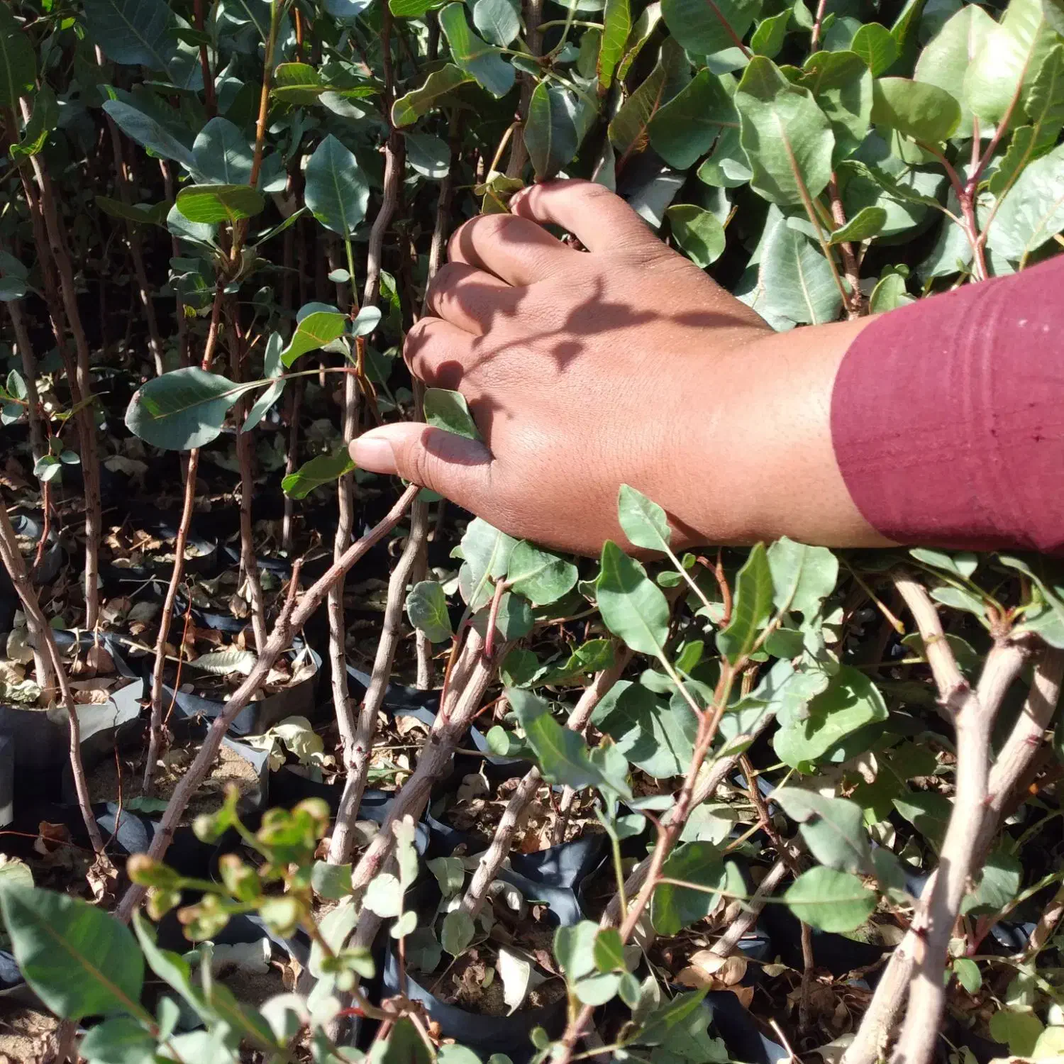 نهال پسته گلدانی|خدمات باغبانی و درختکاری|اردکان, |دیوار