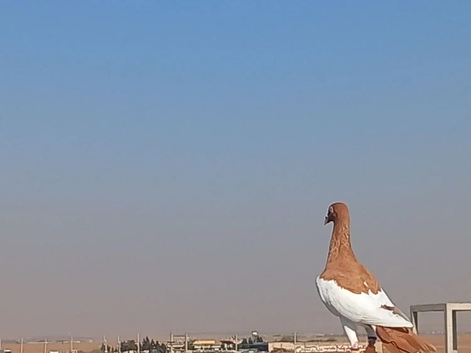 یهودی عقاب|پرنده|تاکستان, |دیوار