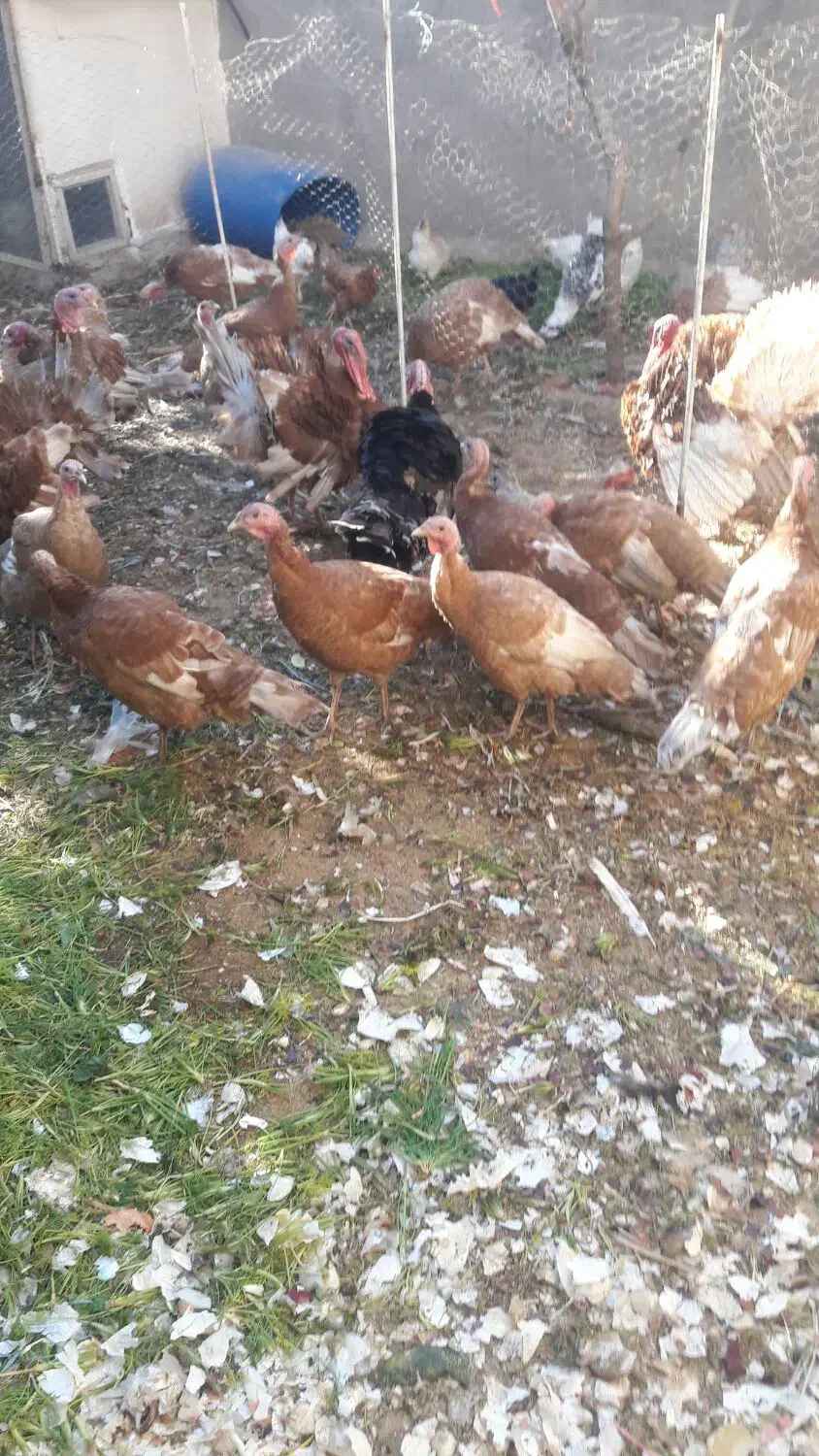 حراج فوری بوقلمون|حیوانات مزرعه|محمدیه-قزوین, |دیوار