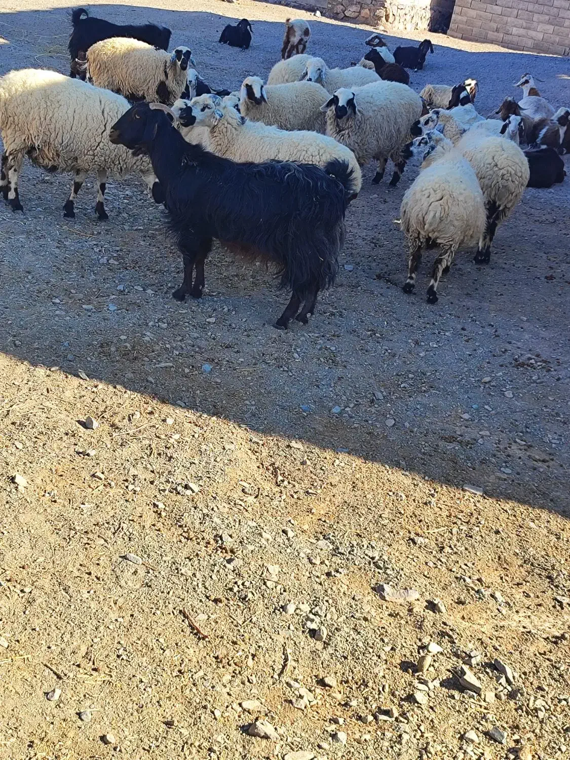 گوسفند،بز،کهره،بره|حیوانات مزرعه|جلگه ماژان, |دیوار