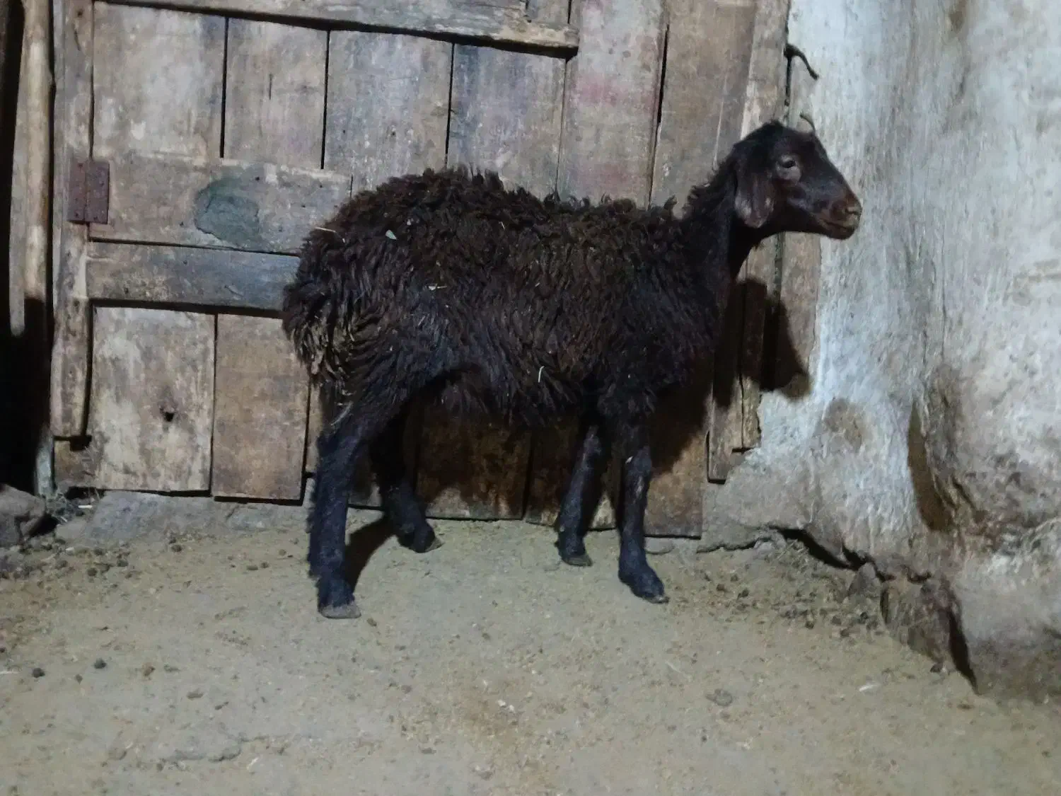 بره ماده|حیوانات مزرعه|کوثر, |دیوار