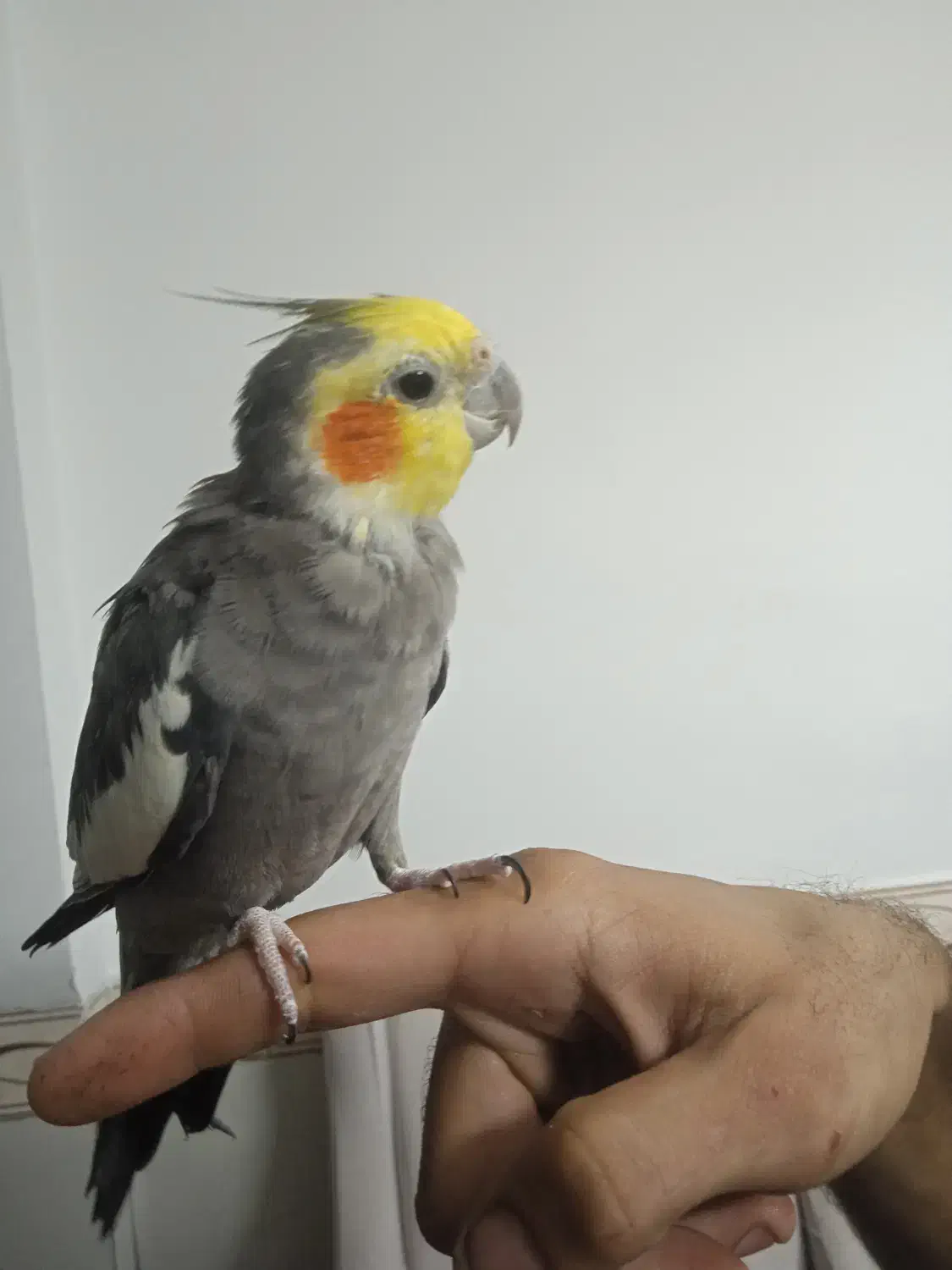 چهار عدد عروس هلندی سخنگو و بانمک|پرنده|مشهد, شهید احمدی روشن|دیوار