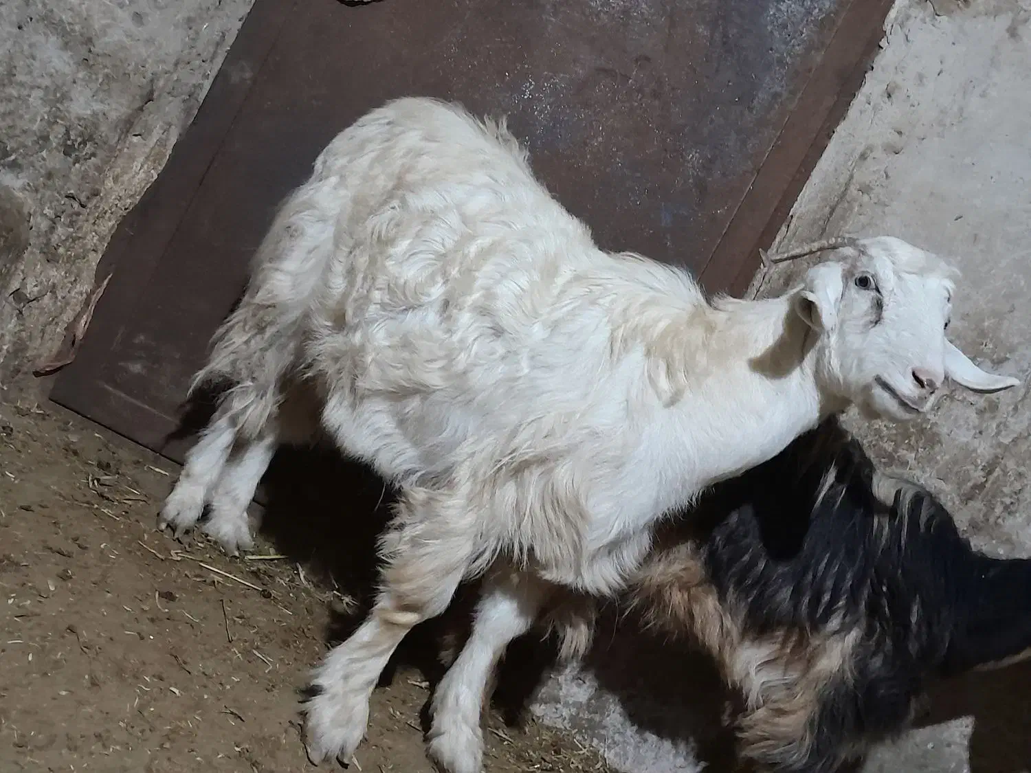 گیسگ ماده سرحال|حیوانات مزرعه|ماهیدشت, |دیوار