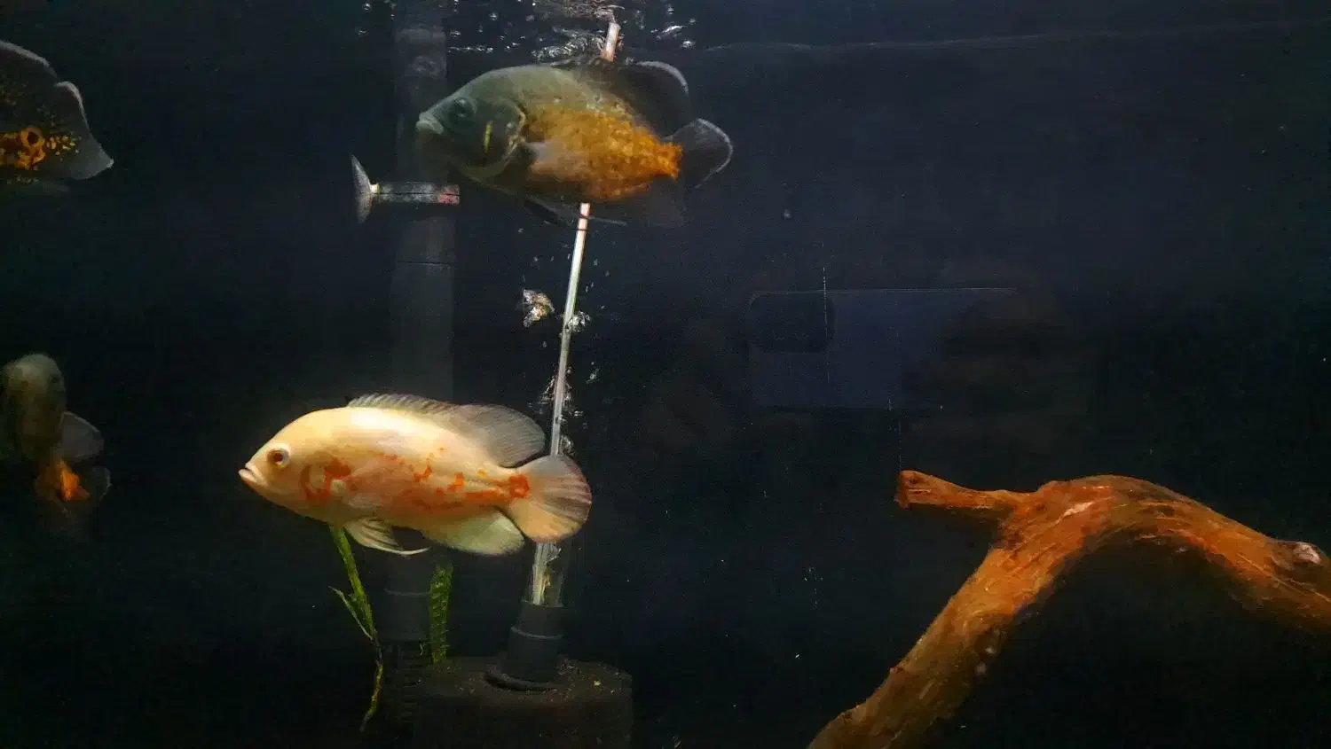 ماهی اسکار|ماهی|شاهینشهر, خانه کارگر|دیوار