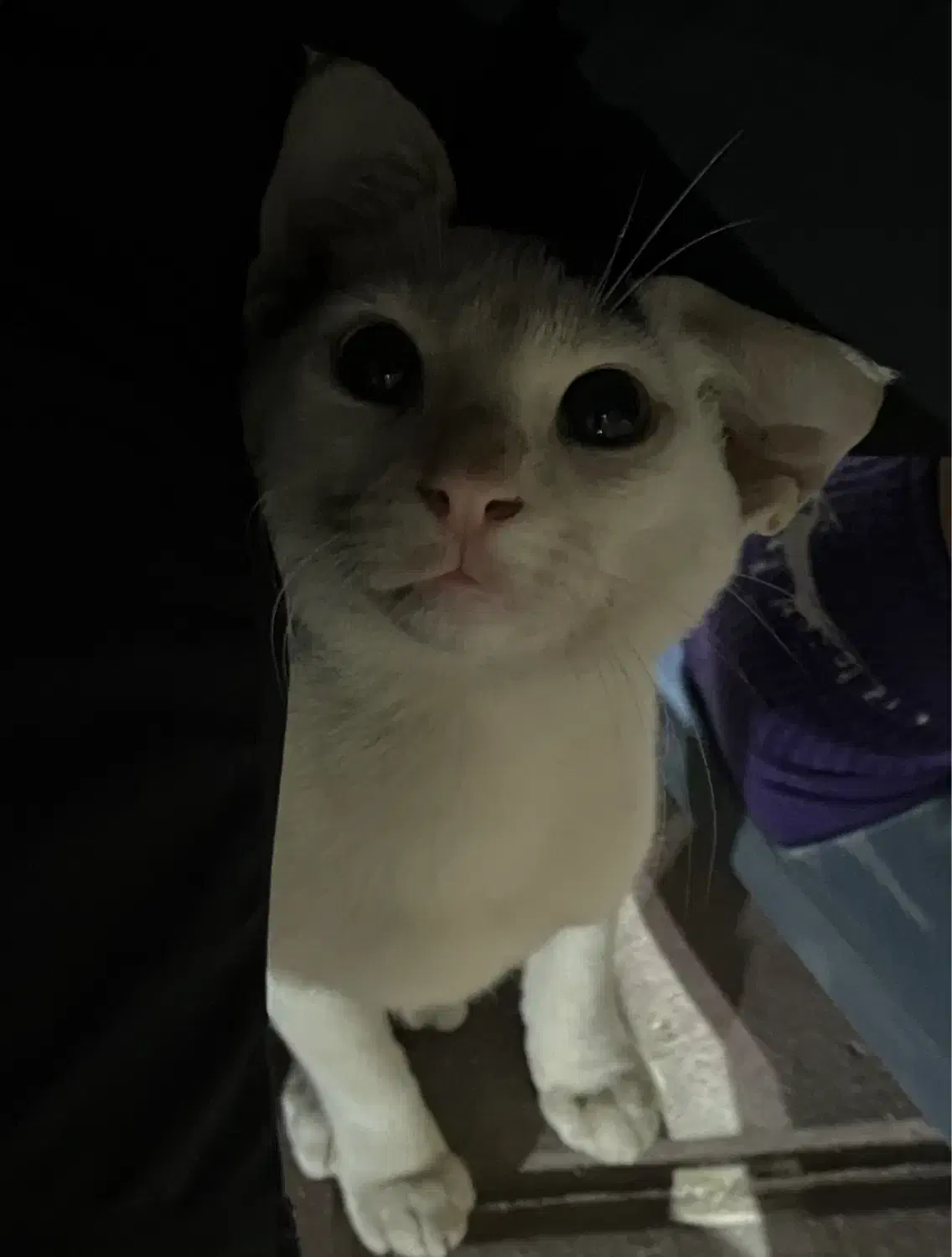 واگذاری گربه|گربه|بندرعباس, |دیوار