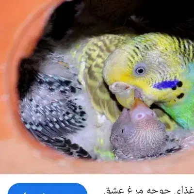 مرغ عشق|پرنده|مشهد, ویلاشهر|دیوار